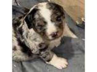 Mutt Puppy for sale in Shelbina, MO, USA