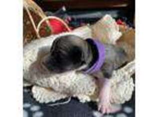 Coton de Tulear Puppy for sale in Rochdale, MA, USA