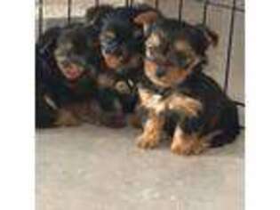 Yorkshire Terrier Puppy for sale in Clifton, TX, USA