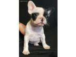 French Bulldog Puppy for sale in Waukon, IA, USA