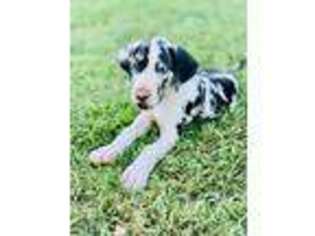 Great Dane Puppy for sale in Warrior, AL, USA