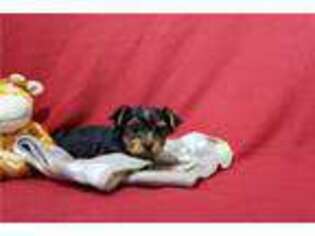 Yorkshire Terrier Puppy for sale in Fort Wayne, IN, USA