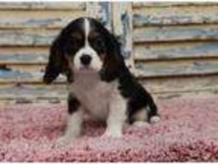 Cavalier King Charles Spaniel Puppy for sale in Eden Valley, MN, USA