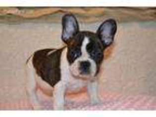 French Bulldog Puppy for sale in Aurora, MO, USA