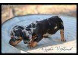 Dachshund Puppy for sale in Columbus, TX, USA