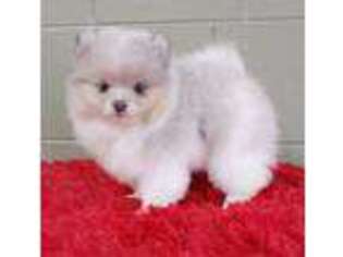 Pomeranian Puppy for sale in San Luis Obispo, CA, USA