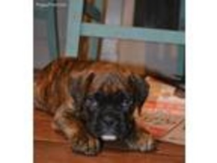 Boxer Puppy for sale in Lewistown, IL, USA