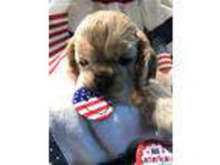 Cocker Spaniel Puppy for sale in Maryville, TN, USA