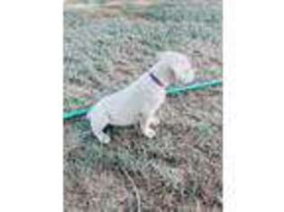 Dogo Argentino Puppy for sale in Stilwell, OK, USA
