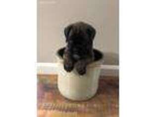 Boxer Puppy for sale in Lynchburg, OH, USA