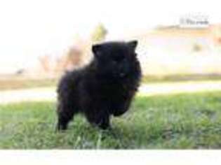 Pomeranian Puppy for sale in Fort Wayne, IN, USA