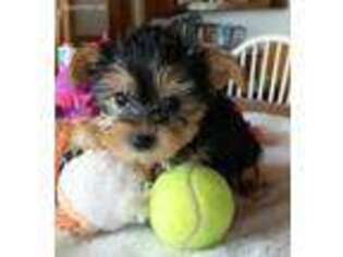 Yorkshire Terrier Puppy for sale in Bristol, IN, USA
