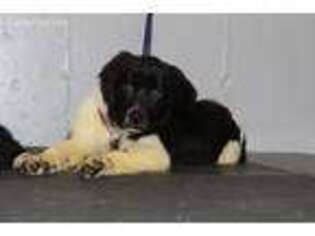 Newfoundland Puppy for sale in Spokane, WA, USA