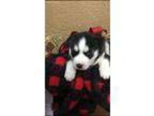 Siberian Husky Puppy for sale in Lancaster, NY, USA