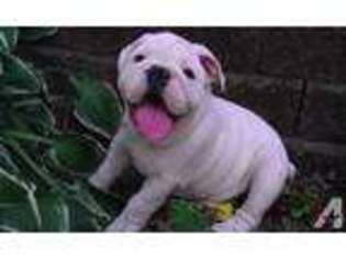 Bulldog Puppy for sale in ELKHART, IN, USA