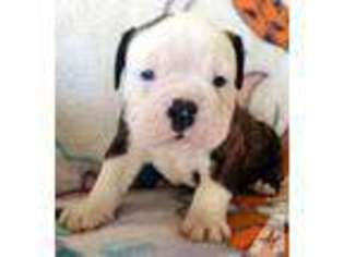 Bulldog Puppy for sale in WITTMANN, AZ, USA