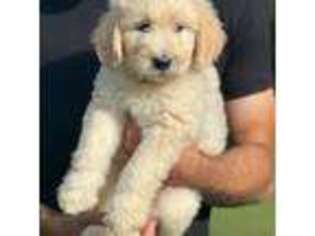 Goldendoodle Puppy for sale in Pascoag, RI, USA