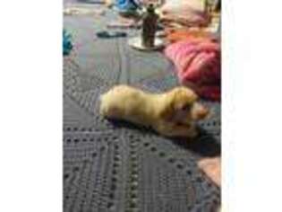 Dachshund Puppy for sale in Columbia, SC, USA