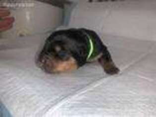 Rottweiler Puppy for sale in Lake Elsinore, CA, USA
