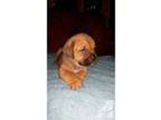 Cane Corso Puppy for sale in CHESTER, VA, USA