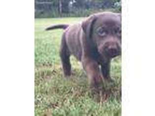 Labrador Retriever Puppy for sale in Plant City, FL, USA