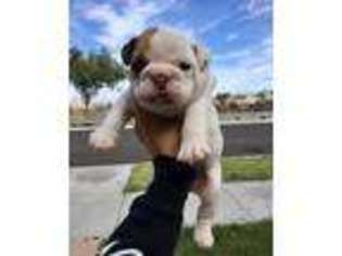 Bulldog Puppy for sale in San Diego, CA, USA