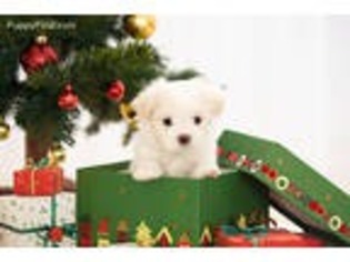 Maltese Puppy for sale in San Jacinto, CA, USA