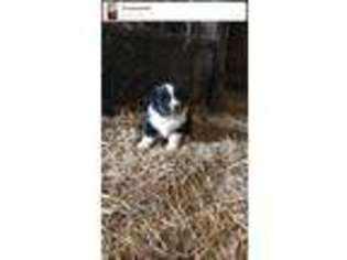 Australian Shepherd Puppy for sale in Winchester, IN, USA