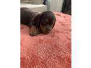 Dachshund Puppy for sale in Sparks, NV, USA