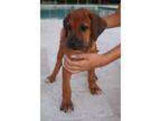 Rhodesian Ridgeback Puppy for sale in Miami, FL, USA