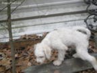 Goldendoodle Puppy for sale in Big Sandy, TX, USA