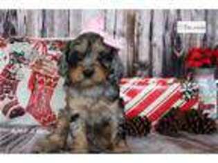 Cavapoo Puppy for sale in Battle Creek, MI, USA
