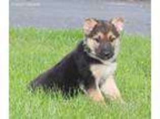 German Shepherd Dog Puppy for sale in Mifflin, PA, USA