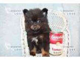 Pomeranian Puppy for sale in Sanger, TX, USA