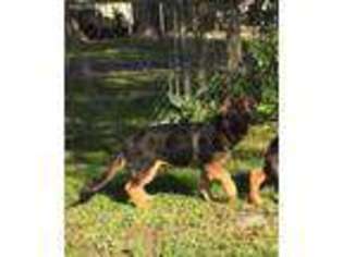 German Shepherd Dog Puppy for sale in Inverness, FL, USA