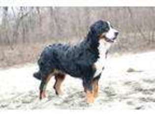 Bernese Mountain Dog Puppy for sale in Jamesport, MO, USA