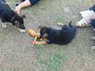 German Shepherd Dog Puppy for sale in Hartsville, SC, USA