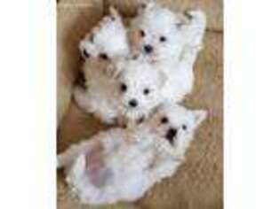 Maltese Puppy for sale in Millbrook, NY, USA