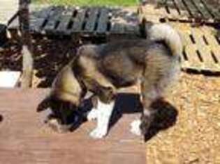 Akita Puppy for sale in Kissimmee, FL, USA