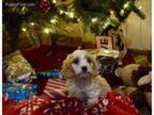 Cavachon Puppy for sale in Woodruff, WI, USA