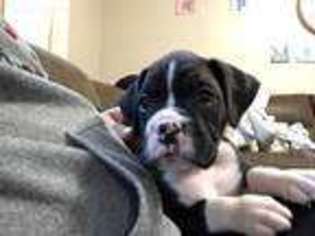 Boxer Puppy for sale in Orting, WA, USA
