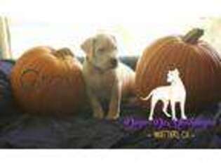 Dogo Argentino Puppy for sale in Whittier, CA, USA