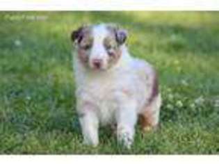 Australian Shepherd Puppy for sale in Northport, AL, USA