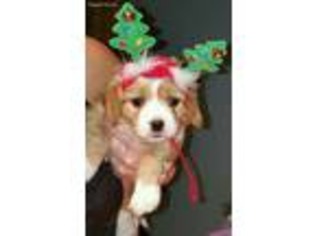 Cavachon Puppy for sale in Charlotte, NC, USA