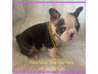 French Bulldog Puppy for sale in Fort Plain, NY, USA