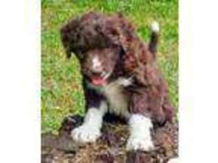 Mutt Puppy for sale in East Rochester, OH, USA