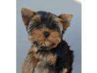 Yorkshire Terrier Puppy for sale in Lodi, CA, USA