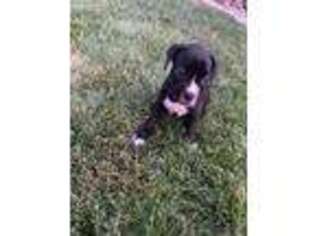 Boxer Puppy for sale in Merced, CA, USA