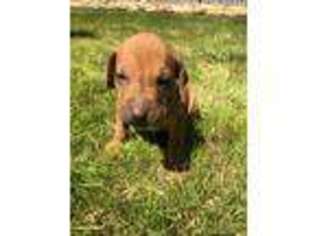 Rhodesian Ridgeback Puppy for sale in Knoxville, TN, USA