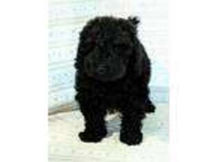 Goldendoodle Puppy for sale in Belle Center, OH, USA